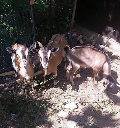 Lo Scoiattolo Del Pollino