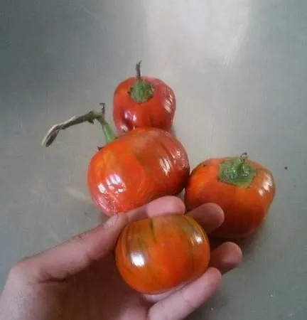 Lo Scoiattolo Del Pollino