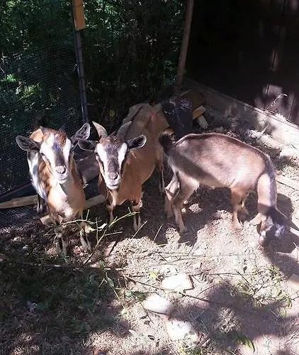 Lo Scoiattolo Del Pollino