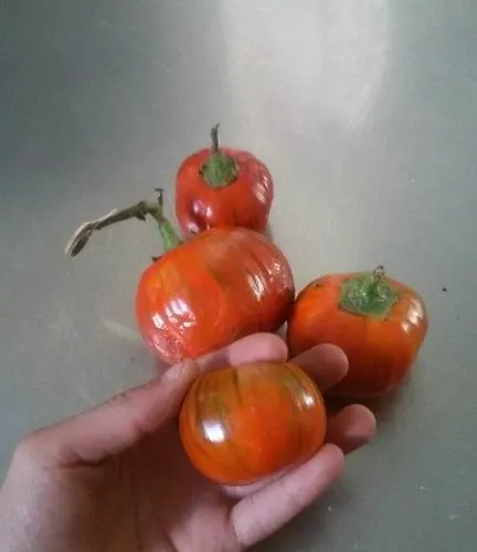 Lo Scoiattolo Del Pollino